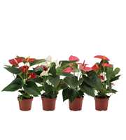 Anthurium 4 color mix in transparant sleeve