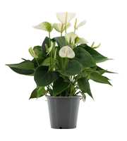 Anthurium Elido in transparant sleeve