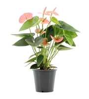 Anthurium Spirit in transparant sleeve