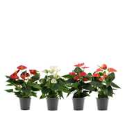 Anthurium 4 color mix in transparant sleeve