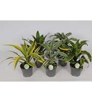 Dracaena mix