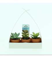 Bio Succulenten mini 225-HENGSELDO