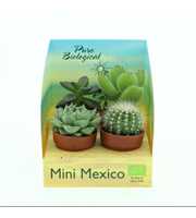 Bio Succulent mini 226-MEXICODO