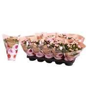 Kalanchoe Rosalina 12cm Don Alano wit/roze