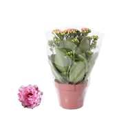 Kalanchoe Rosalina 12cm Don Alano wit/roze, Blanco