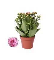 Kalanchoe Rosalina 12cm Don Alano wit/roze, Zonder