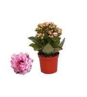 Kalanchoe Rosalina 07cm Don Alano wit/roze, Zonder