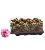 Kalanchoe Rosalina 07cm Don Alano wit/roze, Trayfo