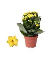 Kalanchoe Rosalina 12cm Don Amarillo geel, Zonder 