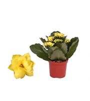 Kalanchoe Rosalina 07cm Don Amarillo geel, Zonder 