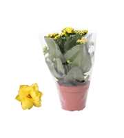 Kalanchoe Rosalina 12cm Don Amarillo geel, Blanco 