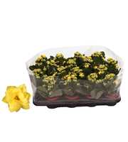 Kalanchoe Rosalina 07cm Don Amarillo geel, Trayfol