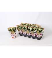 Kalanchoe Rosalina 12cm Don Dione wit