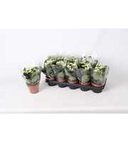 Kalanchoe Rosalina 12cm Don Dione, Blanco hoes