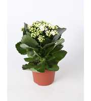 Kalanchoe Rosalina 12cm Don Dione wit, Zonder hoes