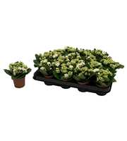 Kalanchoe Rosalina 07cm Don Dione wit, Zonder hoes