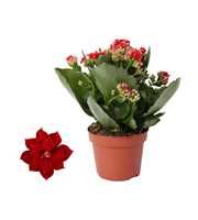 Kalanchoe Rosalina 12cm Don Justino rood, Zonder h