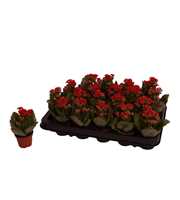 Kalanchoe Rosalina 06cm Don Justino rood, Zonder h