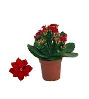 Kalanchoe Rosalina 07cm Don Justino rood, Zonder h