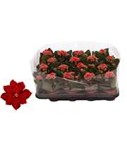 Kalanchoe Rosalina 07cm Don Justino rood, Trayfoli