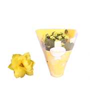 Kalanchoe Rosalina 12cm TST Don Amarillo, Gele hoe