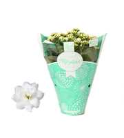 Kalanchoe Rosalina 12cm TST Don Dione, Groene hoes