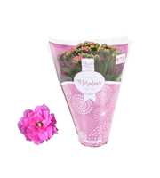 Kalanchoe Rosalina 12cm TST Don Nando, Roze hoes