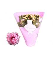 Kalanchoe Rosalina 12cm TST Don Alano, Roze hoes