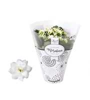 Kalanchoe Rosalina 12cm TST Don Dione, Witte hoes