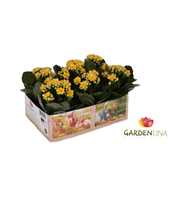 KP-803.1 GL - Kalanchoe Gardenlina 6cm geel in gar