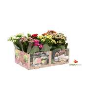 KP-803.1 MX - Kalanchoe Gardenlina 6cm mix in box