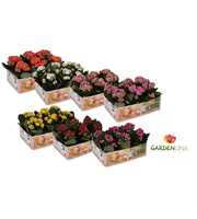 KP-803.1 OK -Kalanchoe Gardenlina 6 cm 1 kleur per