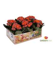 KP-803.1 OR - Kalanchoe Gardenlina 6cm oranje in b