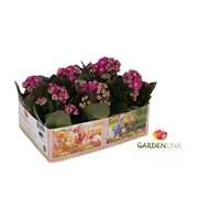 KP-803.1 PA - Kalanchoe Gardenlina 6cm paars in bo