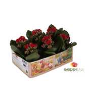 KP-803.1 RD - Kalanchoe Gardenlina 6cm rood in box