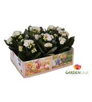 KP-803.1 WT - Kalanchoe Gardenlina 6cm wit in box