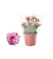 Kalanchoe Rosalina 07cm Don Alano wit/roze, Blanco