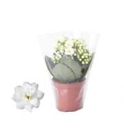 Kalanchoe Rosalina 07cm Don Dione wit wit, Blanco 