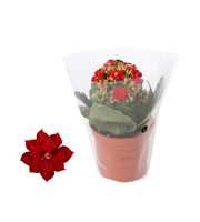 Kalanchoe Rosalina 07cm Don Justino rood, Blanco h