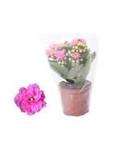 Kalanchoe Rosalina 07cm Don Nando roze, Blanco hoe