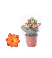 Kalanchoe Rosalina 07cm Don Pedro oranje, Blanco h