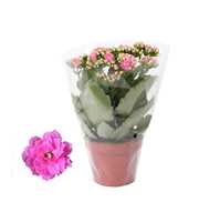 Kalanchoe Rosalina 12cm Don Nando roze, Blanco hoe