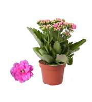 Kalanchoe Rosalina 12cm Don Nando roze, Zonder hoe