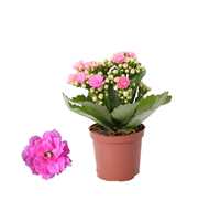 Kalanchoe Rosalina 07cm Don Nando roze, Zonder hoe