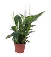Spathiphyllum Pearl Cupido 9cm, zonder hoes