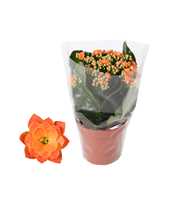 Kalanchoe Rosalina 12cm Don Pedro oranje, Blanco h