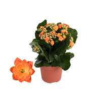 Kalanchoe Rosalina 12cm Don Pedro oranje, Zonder h