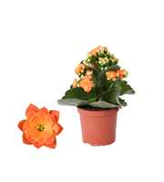 Kalanchoe Rosalina 07cm Don Pedro oranje, Zonder h