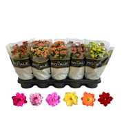 Kalanchoe Rosalina 12cm mix, Royale zonder wit