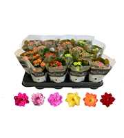 Kalanchoe Rosalina 07cm mix, Royale zonder wit